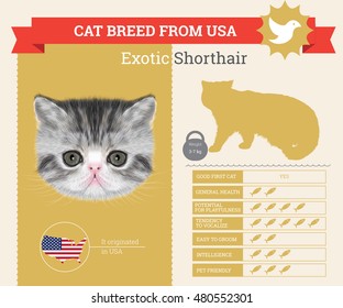 Exotic Cat Breed Vector Infographics. This Cat Breed From USA