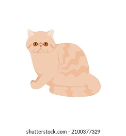 Exotic cat on a white background. Cartoon design.
