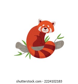 Exotic chinese red or lesser panda cartoon character, flat vector illustration isolated on white background. Red panda funny animal sitting on tree branch.