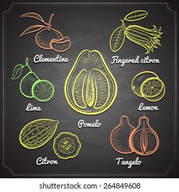 exotic citrus fruits set color chalk painted on black chalkboard vector illustration 