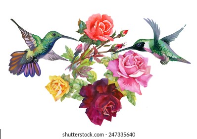 Exotic colibri birds with rose flowers colorful on white background vector illustration