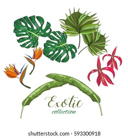 Exotic collection of hand drawn tropic leaves and flowers.