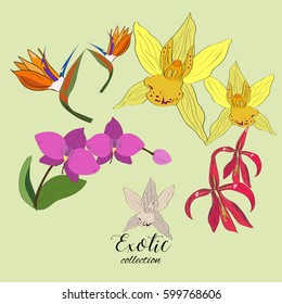 Exotic collection of hand drawn tropic flowers.