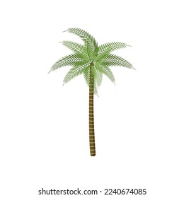 Exotic decorative tree, tropical vegetation, greenery or plant isolated on white background. Palm tree cartoon illustration. Nature, flora, jungle concept