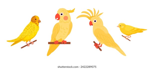 Exotic domestic birds. Decorative birds, canary, cockatoo and yellow budgie flat vector illustration set. Cute domestic birds on white