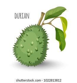 Exotic durian in sharp closed skin with leaves