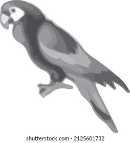 exotic feathered bird parrot illustration