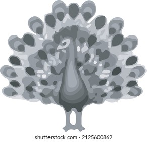 exotic feathered bird peacock illustration