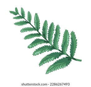 Exotic fern flower, isolated tropical branches with leaves. Rainforest or forest decor, bohemian theme and house plants for interior. Green lush leafage and foliage. Vector in flat style illustration