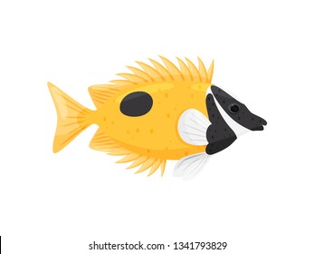 Exotic fish on white background. Water life.