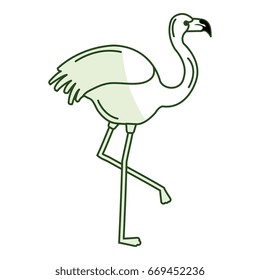 exotic flamingo tropical bird