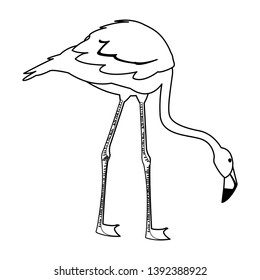 exotic flemish bird with head down