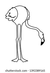 exotic flemish bird with head down