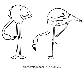 exotic flemish couple birds with different poses