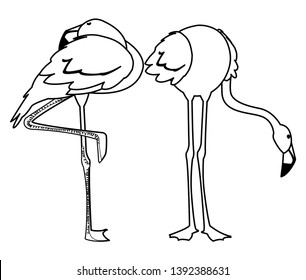 exotic flemish couple birds with different poses