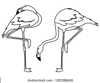 exotic flemish couple birds with different poses