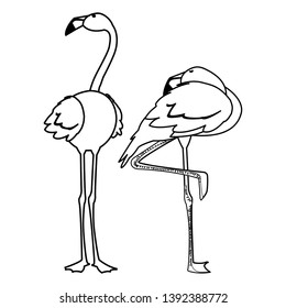 exotic flemish couple birds with different poses