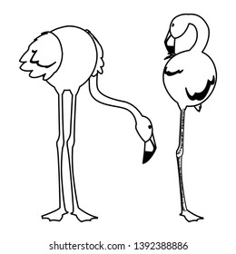 exotic flemish couple birds with different poses