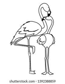 exotic flemish couple birds with heads up