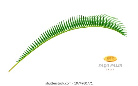 Exotic flora and vegetation, isolated bend leaf of sago palm tree. Decorative foliage of tropical plant. Beach and seaside hawaiian decor, unusual houseplant delicate stem. Realistic 3d cartoon vector