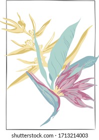 exotic flower bird of paradise illustration