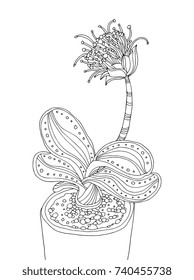 Exotic flower. Home plant in pot. Tropical. Vector artwork. Black and white, monochrome. Coloring book pages for adult, kids. Boho, bohemian print. Logo label. Abstract background