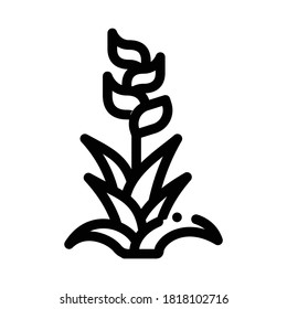 exotic flower icon vector. exotic flower sign. isolated contour symbol illustration