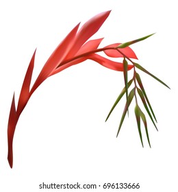 Exotic flower isolated tropical plant vector illustration on white background. Billbergia or bromelia american, brazil tropical flower, exotic garden plant blossom. Floristics bouquet element.