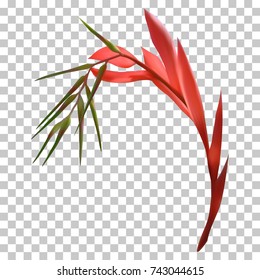 Exotic flower isolated tropical plant vector illustration on transparent background. Billbergia or bromelia american, brazil tropical flower, exotic garden plant blossom. Floristics bouquet element.