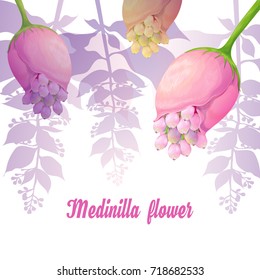 Exotic flower. Medinilla. Vector composition hand-drawn