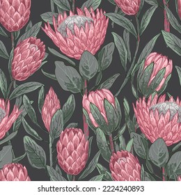 Flor exótica Patrón rosa Protea. Vector de ilustración botánica