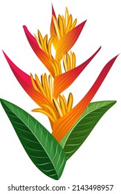 Exotic flower. Tropical forest plant. Bright heliconia