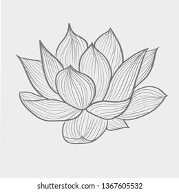 exotic flower vector illustration