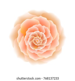 Exotic flower. Vector illustration.