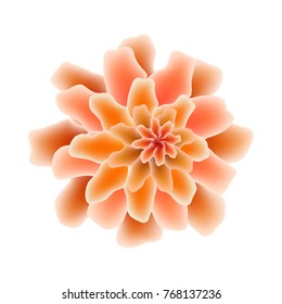 Exotic flower. Vector illustration.