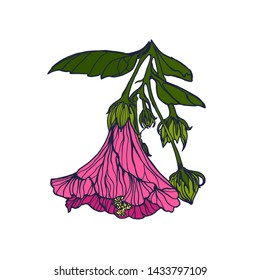 exotic flower vector,hand drawing isolated on white background