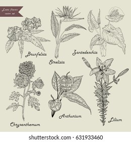 Exotic flowers black and white set. Vector.
