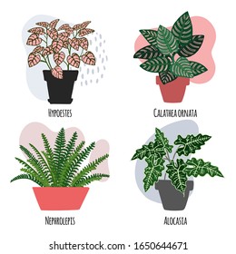 Exotic flowers. Houseplants. Tropical plants in pots. Hypostes, Calathea ornata, Nephrolepls, Alocasia