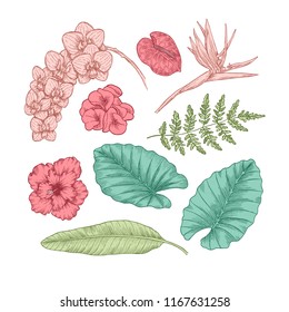 Exotic flowers and leaves. Vintage engraved style florals. Vector illustration