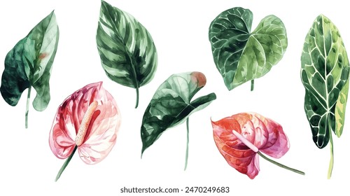 exotic flowers, red anthurium on an isolated white background. botanical illustration, watercolor