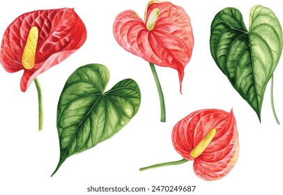 exotic flowers, red anthurium on an isolated white background. botanical illustration, watercolor