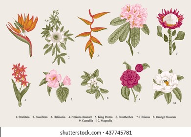 Exotic flowers set. Botanical vector vintage illustration. Design elements. Colorful