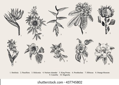 Exotic flowers set. Botanical vector vintage illustration. Design elements. Black and white