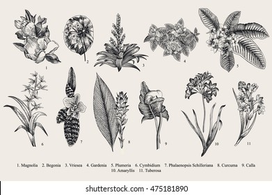 Flores exóticas. Ilustración vectorial botánica. Elementos de diseño. Negro y blanco