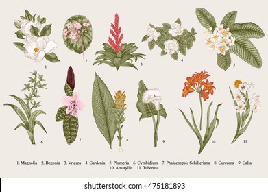 Exotic flowers set. Botanical vector vintage illustration. Design elements. Colorful. - Shutterstock ID 475181893