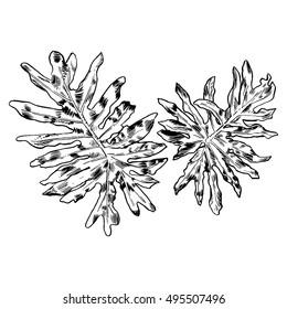 Exotic flowers set. Botanical vector vintage illustration. Design elements.