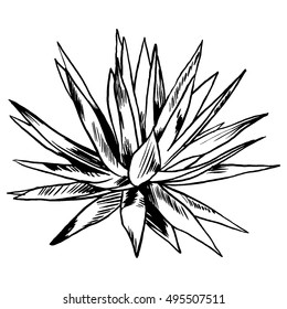 Exotic flowers set. Botanical vector vintage illustration. Design elements.