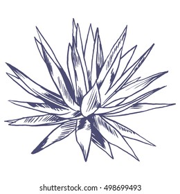 Exotic flowers set. Botanical vector vintage illustration. Design elements.