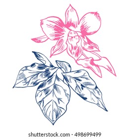 Exotic flowers set. Botanical vector vintage illustration. Design elements.