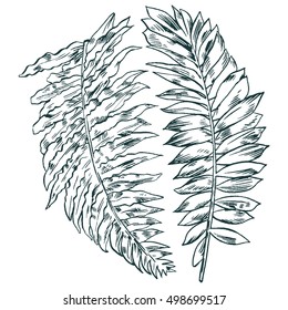Exotic flowers set. Botanical vector vintage illustration. Design elements.
